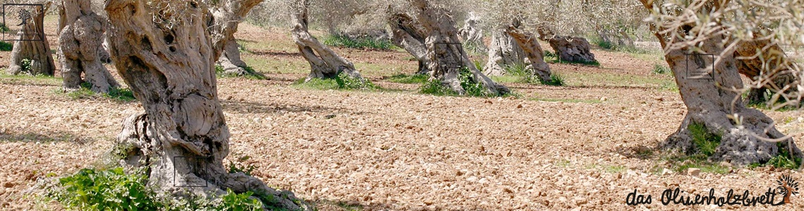 Paysage avec des oliviers - produits en bois d'olivier